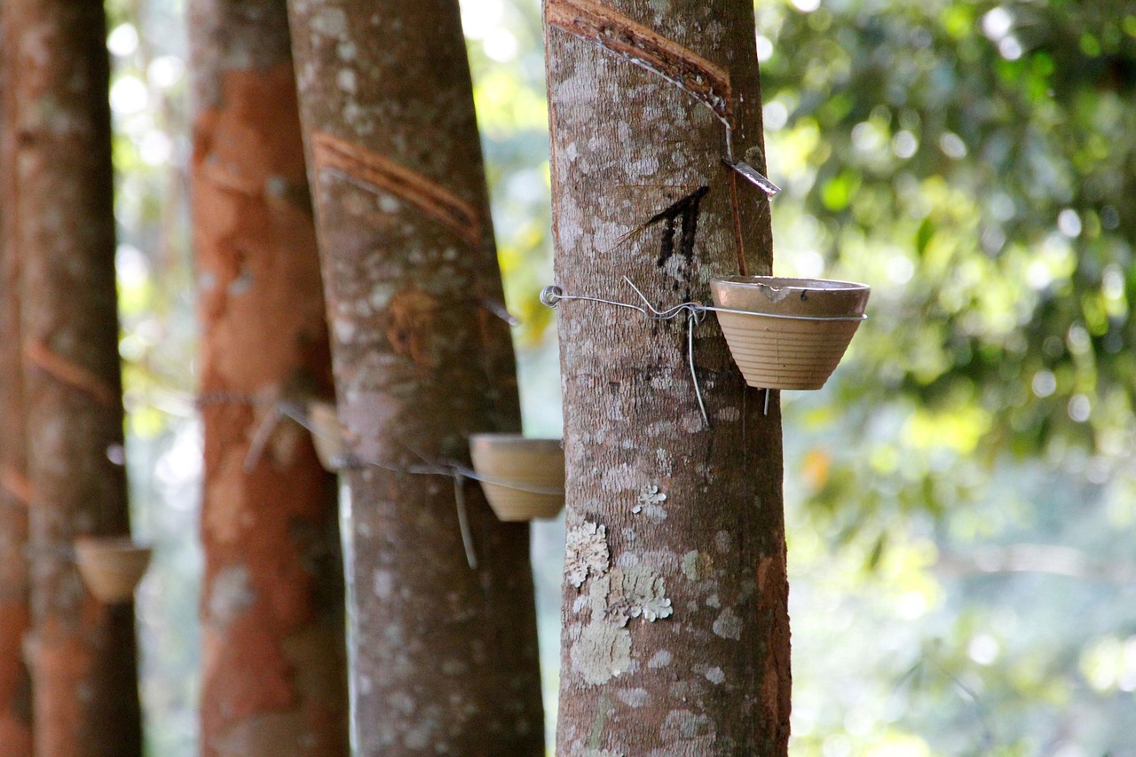 La familia aromática balsámica-resinosa: cuando el aire se convierte en un ritual