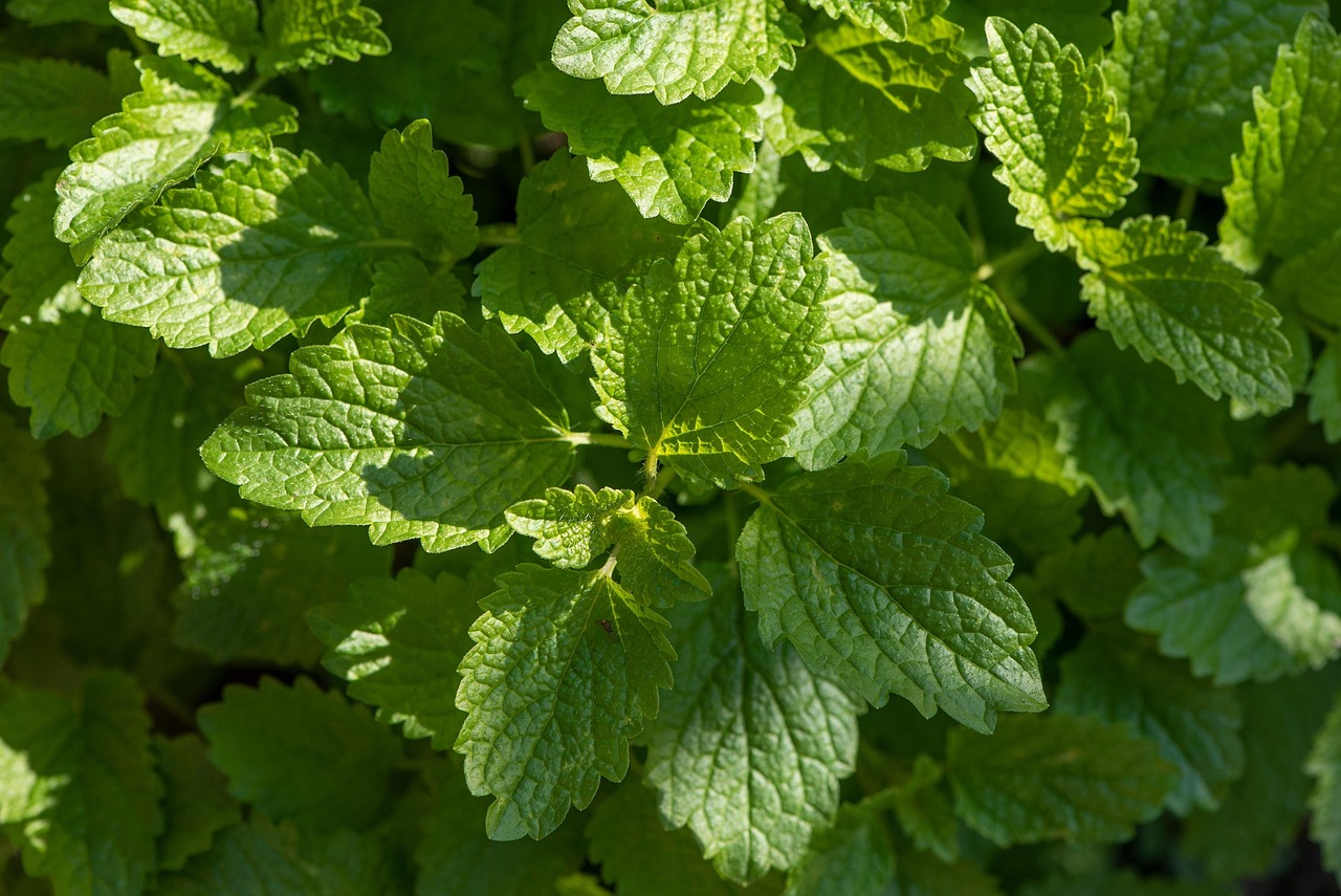 Aroma herbal fresco: pureza y vitalidad en el aire de los espacios