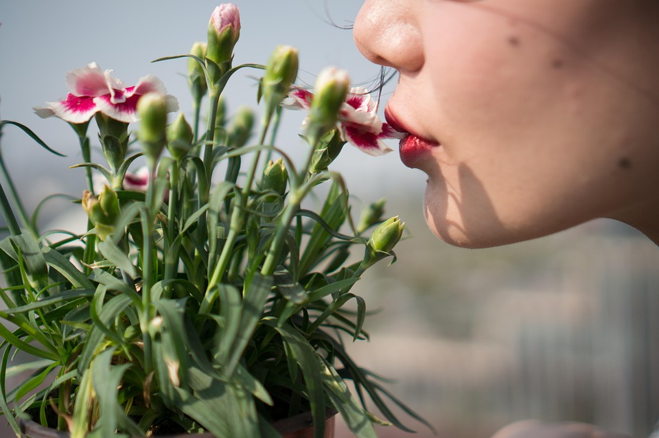 La familia floral elegante en difusores: cuando el aire se convierte en un jardín sensorial